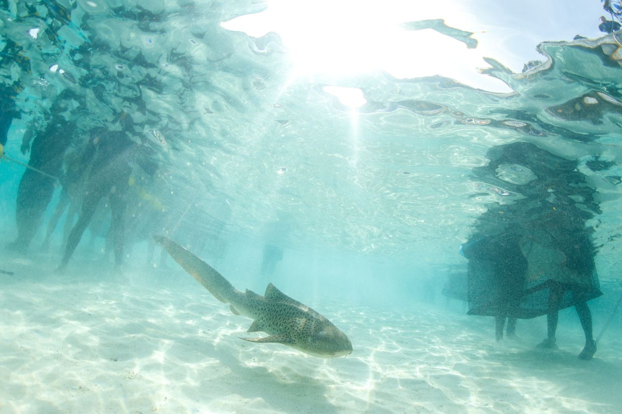 Thailand releases endangered leopard sharks in conservation push
