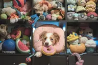 More than a ‘good boy’