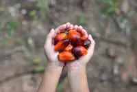 If palm oil were bananas: Explaining quality simply