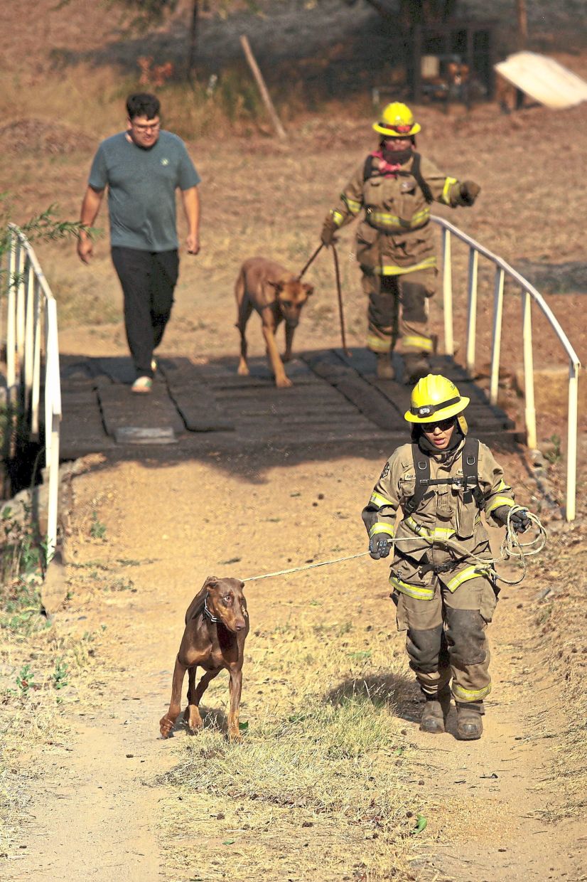 2. Firefighters walking with search dogs near a house threatened by the spreading wildfires in Biobio. — Reuters