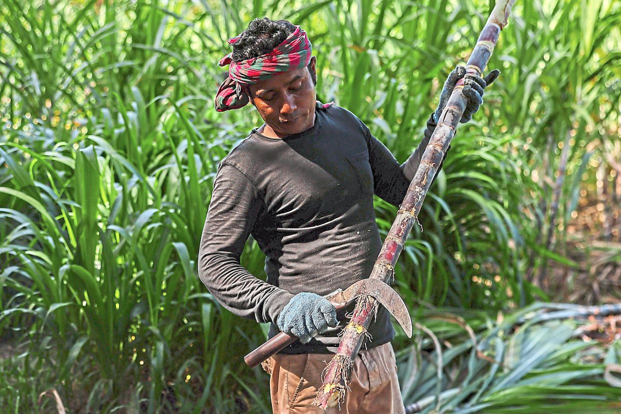 3. A man cleaning sugar cane to be used for Pongal festival celebrations in Kg Olak Lempit, Banting, Selangor. — Bernama