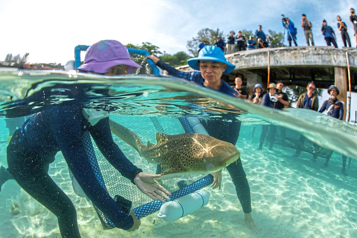 Endangered leopard sharks released in major conservation push