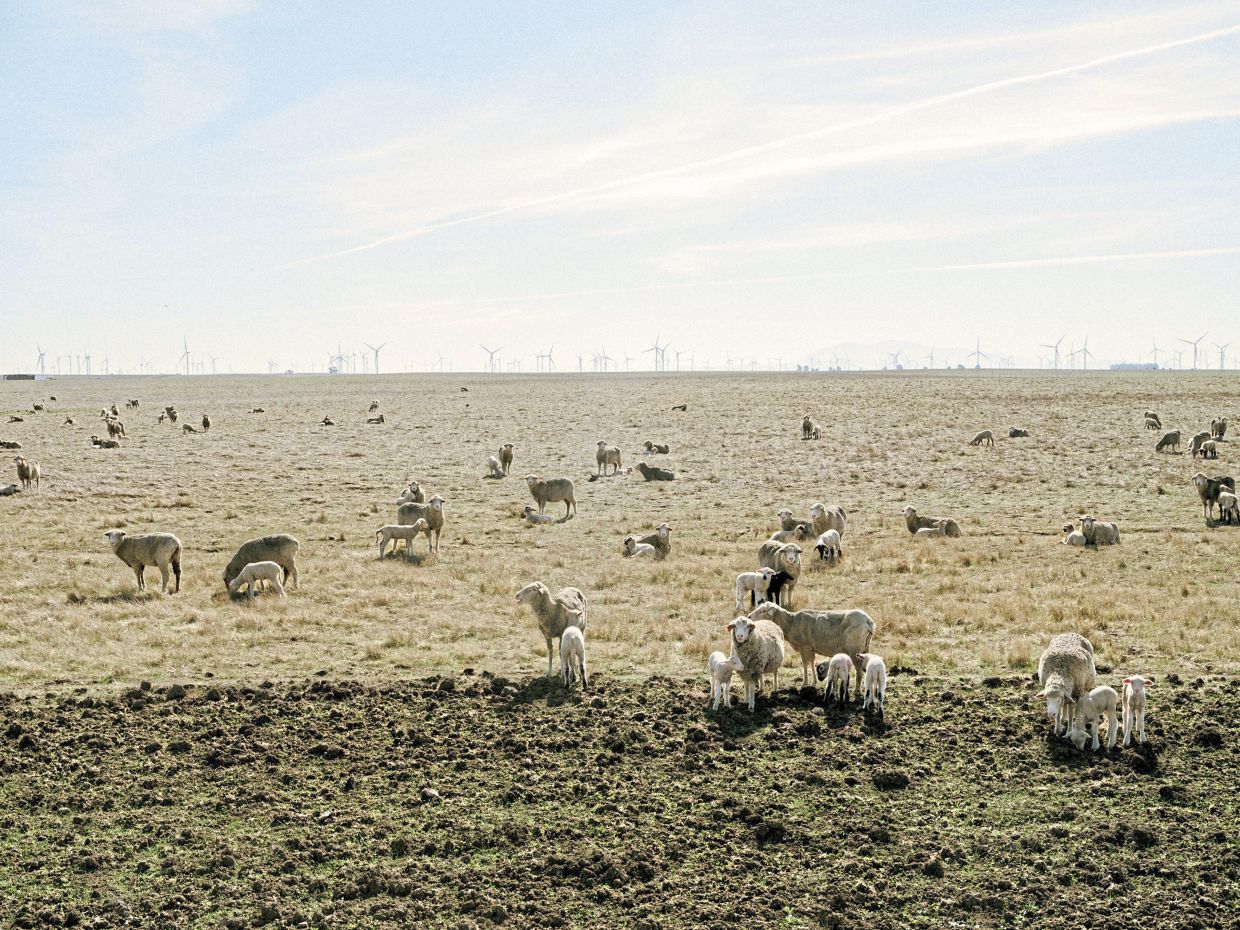 For now, the area earmarked for the up-from-the-ground city remains dotted with sheep and wind turbines. — Aaron Wojack/The New York Times
