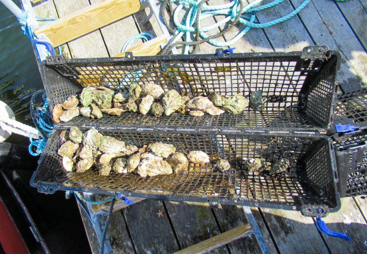 Ostrea edulis, Swedish oysters, have a slightly nutty taste and are best enjoyed with a lemon. — Photo: Sabine Glaubitz/dpa-tmn