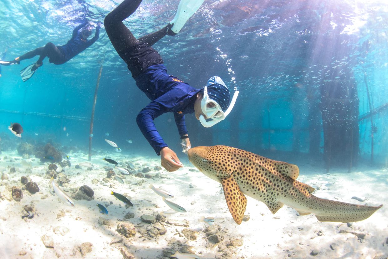 A shark nanny feeds a juvenile Indo-Pacific leopard shark inside a sea pen ahead of its release into the wild at Maiton Island, in Phuket, Thailand. - Photo: REUTERS/Napat Wesshasartar