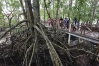 Over 40,000ha of mangrove forests lost in Malaysia since 2017, says Environs Ministry