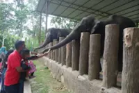 Feed elephants and ride horses at Putrajaya Open Day 2026