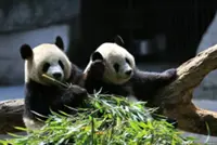Japan's beloved last pandas leave for China as ties fray