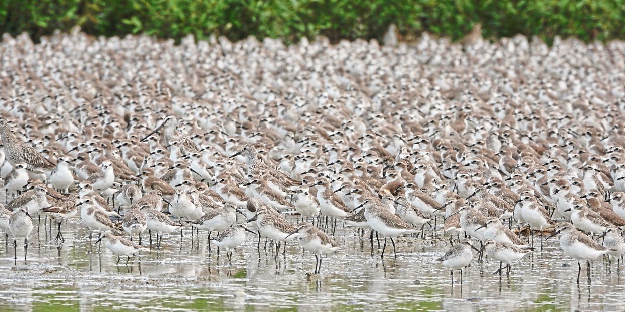 A bustling high-tide roost featuring the Asian Dowitcher, Great Knot, Curlew Sandpiper, Broad-billed Sandpiper, and various Sandplovers. Photo: Dr Nur Munira Azman