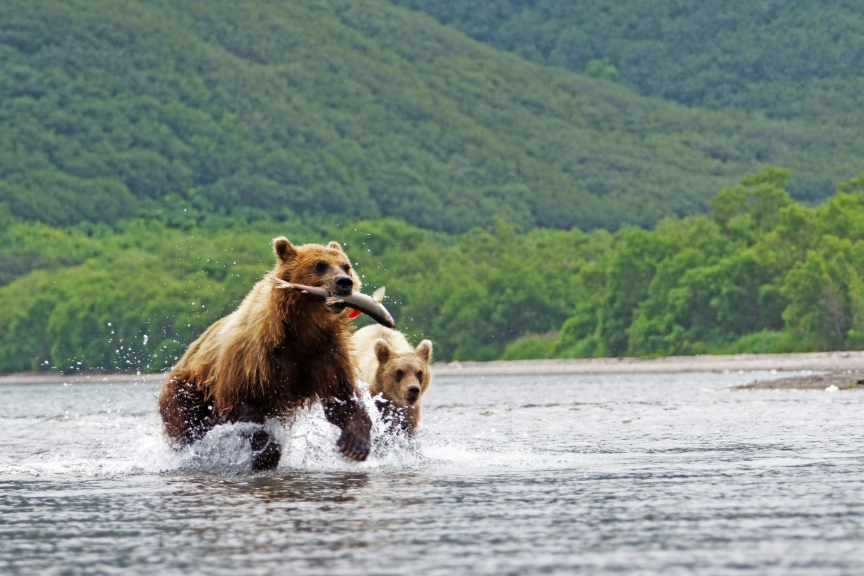 Russia's Kamchatka Peninsula is a great place to observe the wild brown bears. — Unsplash