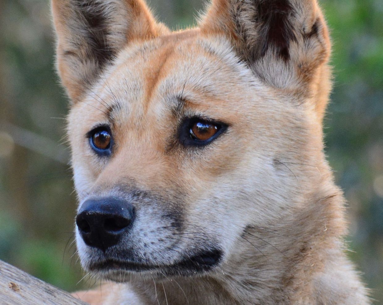 Backlash as Australia kills dingoes after backpacker death