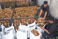 Coconut supplier gears up for a cracking Thaipusam