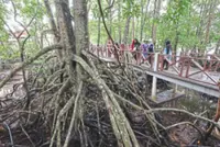 Mangroves under threat