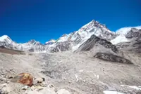 Feral dogs on the roof of the world