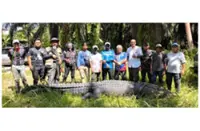 Five-metre-long crocodile captured in Merotai