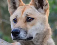 Backlash as Australia kills dingoes after backpacker death