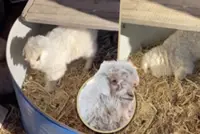 China ‘drama queen’ lamb goes viral for pretending to be dead when potential buyers approach