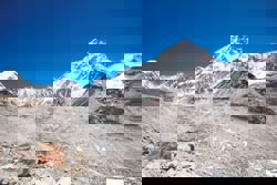 Feral dogs on the roof of the world