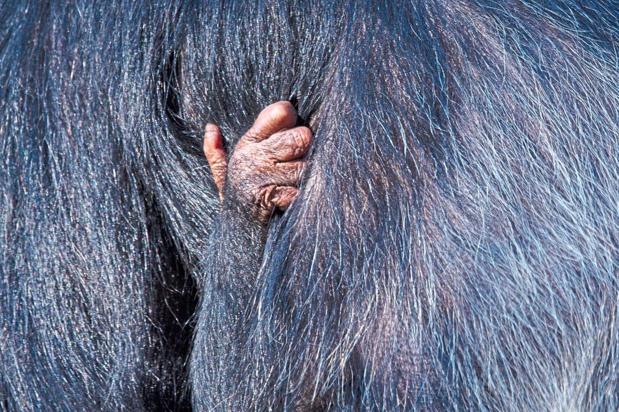 Chimpanzee Yoshi's newborn holds onto her side while walking at the LA Zoo.