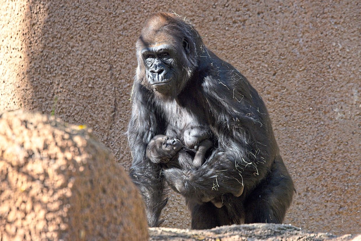 How years of planning resulted in a 'baby boom' of great apes at LA Zooc