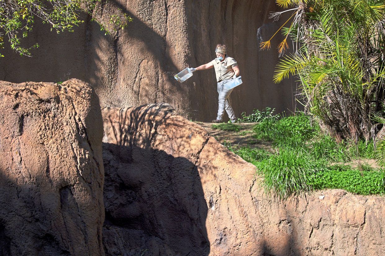 Prebble serves western lowland gorillas breakfast at the zoo.