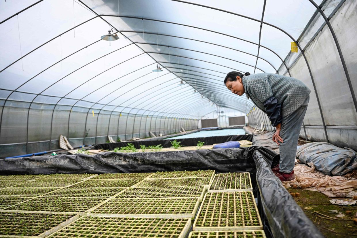 Wu Dimei, mother of Li Xia, checking seedlings at a greenhouse where operations are guided remotely by Li Xia who has Duchenne muscular dystrophy, in southwestern China's Chongqing municipality.