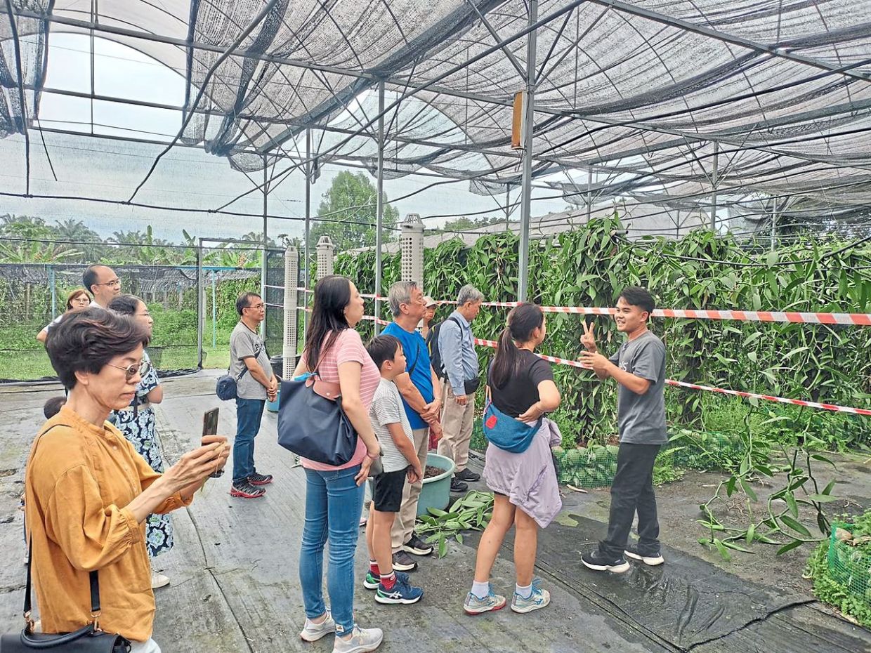 Wong (right) briefing visitors during a guided tour at the vanilla farm, where he explains how vanilla is cultivated.
