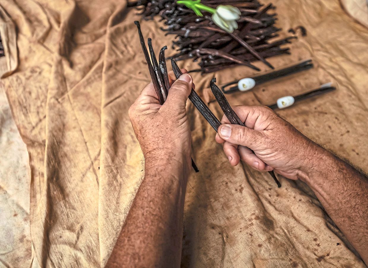 Vanilla farming offers poor Sarawak communities a sustainable, high-value income source. Photo: 123rf