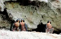 Rare falcons living on the ledge