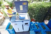 Counting down to Thaipusam