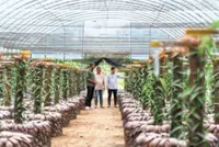 Retired Sarawak teacher grows vanilla into a rewarding retirement venture