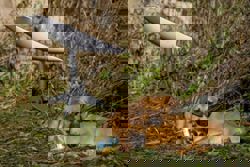 Ukraine working with SpaceX to stop Russian drones' use of Starlink, Kyiv says