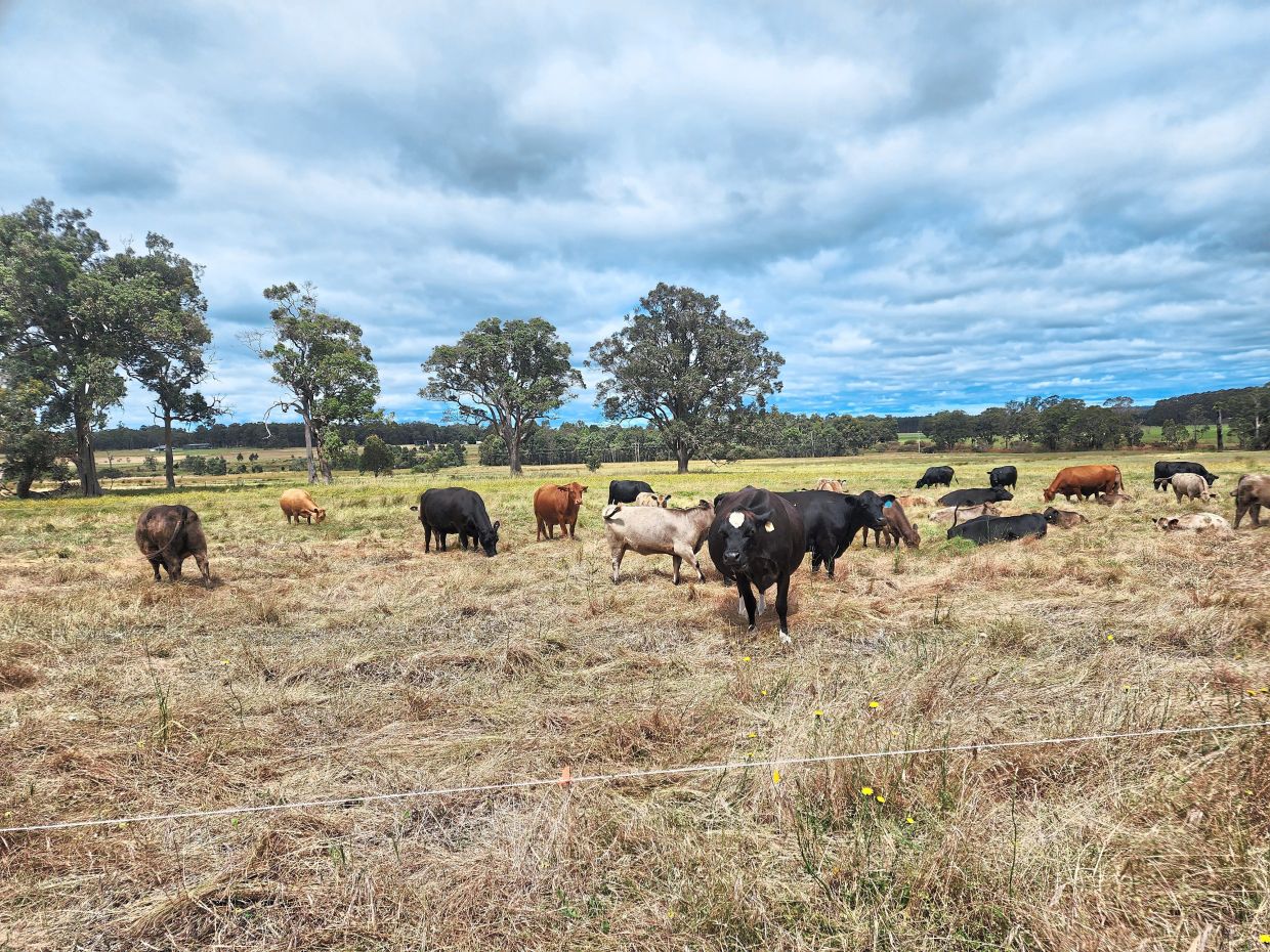 The cattle at Margaret River Organic Farmer are fed grass, which is better for their digestive systems.