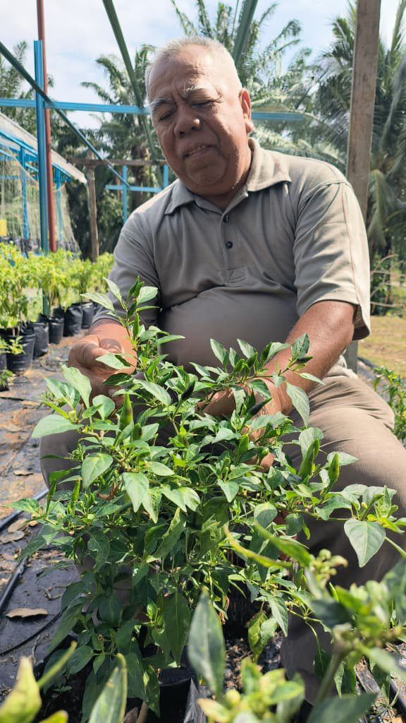 Usof Leman, who owns the rock melon fertigation site, is happy that the knowledge he received from UTeM researchers has enabled him to grow three varieties of chilli at his home. Photo by ALLISON LAI/ The Star