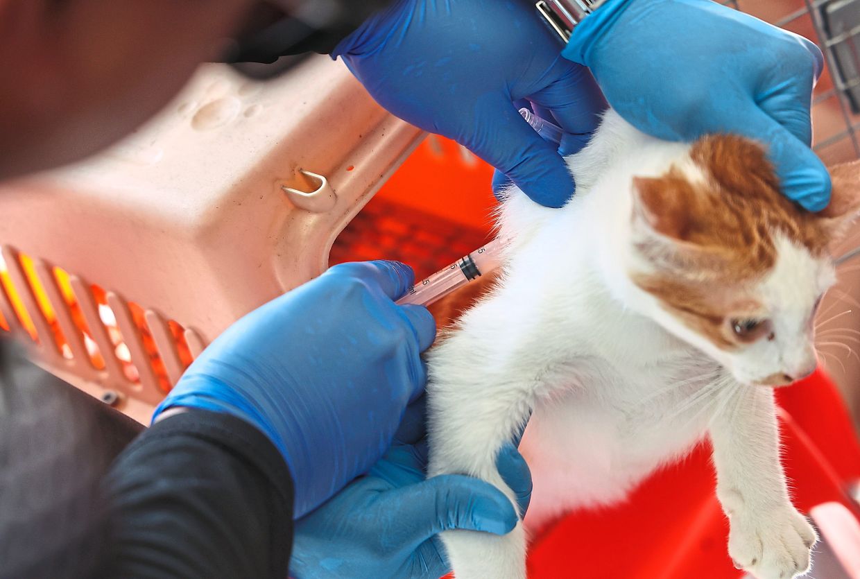 The best way to prevent rabies in both humans and animals is by vaccinating pet and stray dogs and cats, especially in areas with known cases. — Filepic