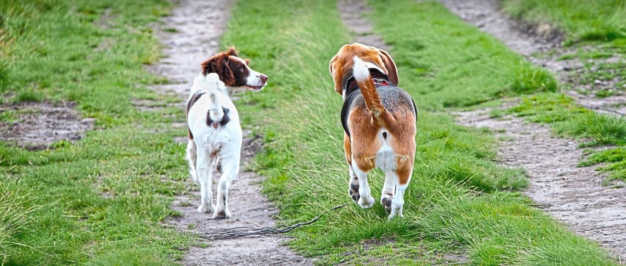 Dogs helping dogs: Sniff out the deadliest canine cancer