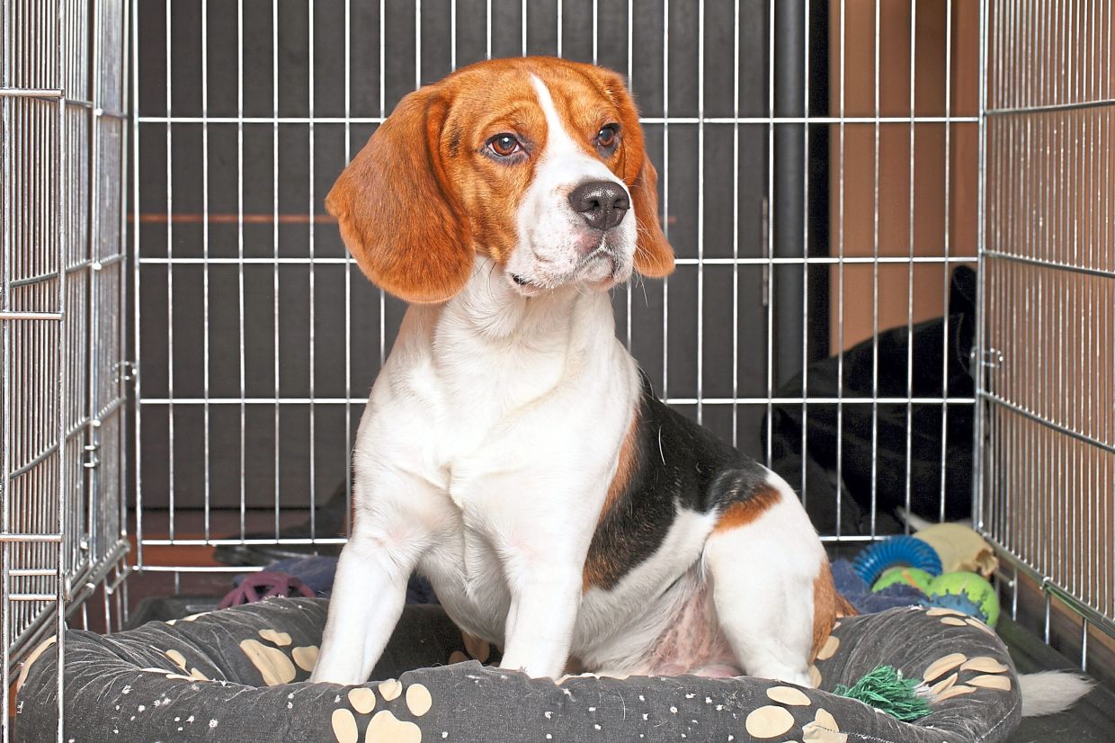 How to crate train your pup