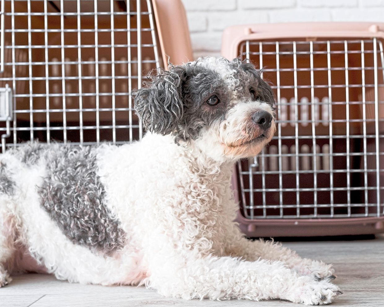Pick a crate that is durable, comfortable and flexible for the size and preference of your pup.