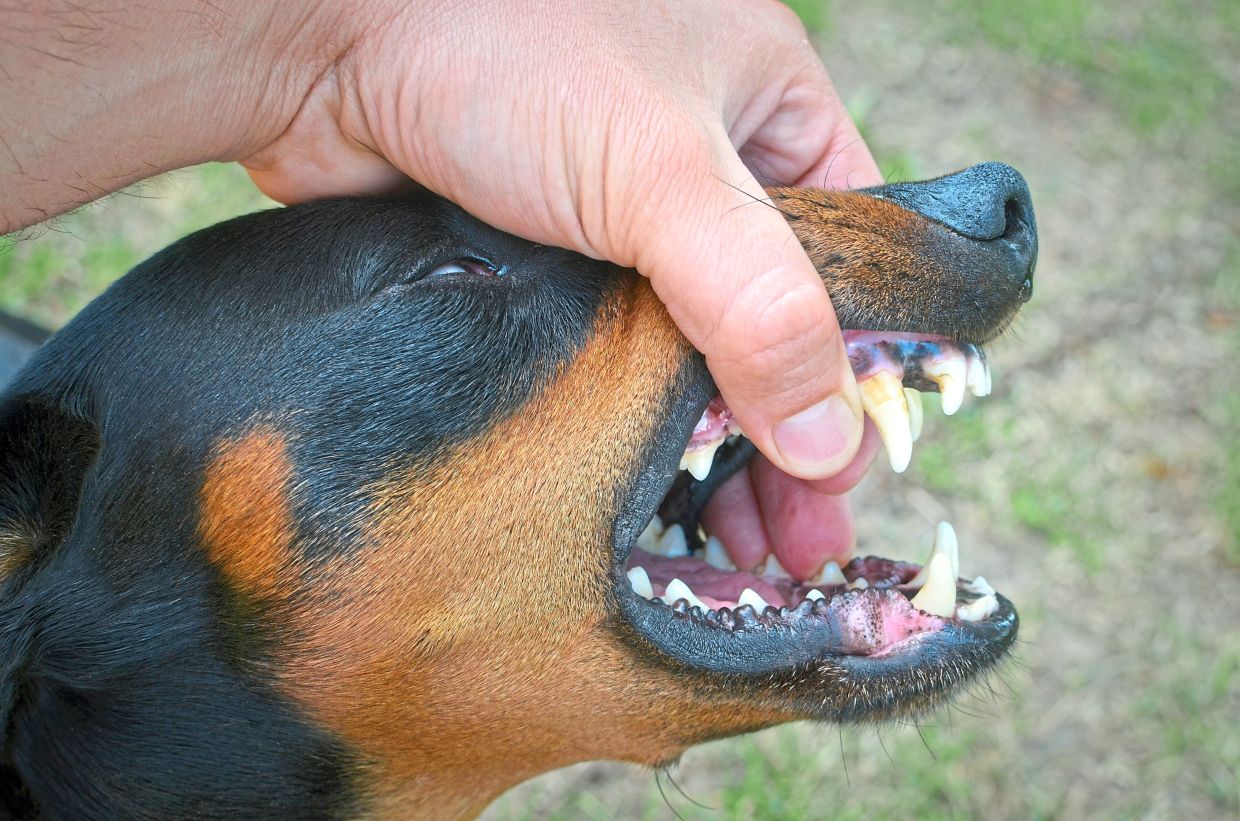 One in seven dog-related injuries cause mental trauma, study shows