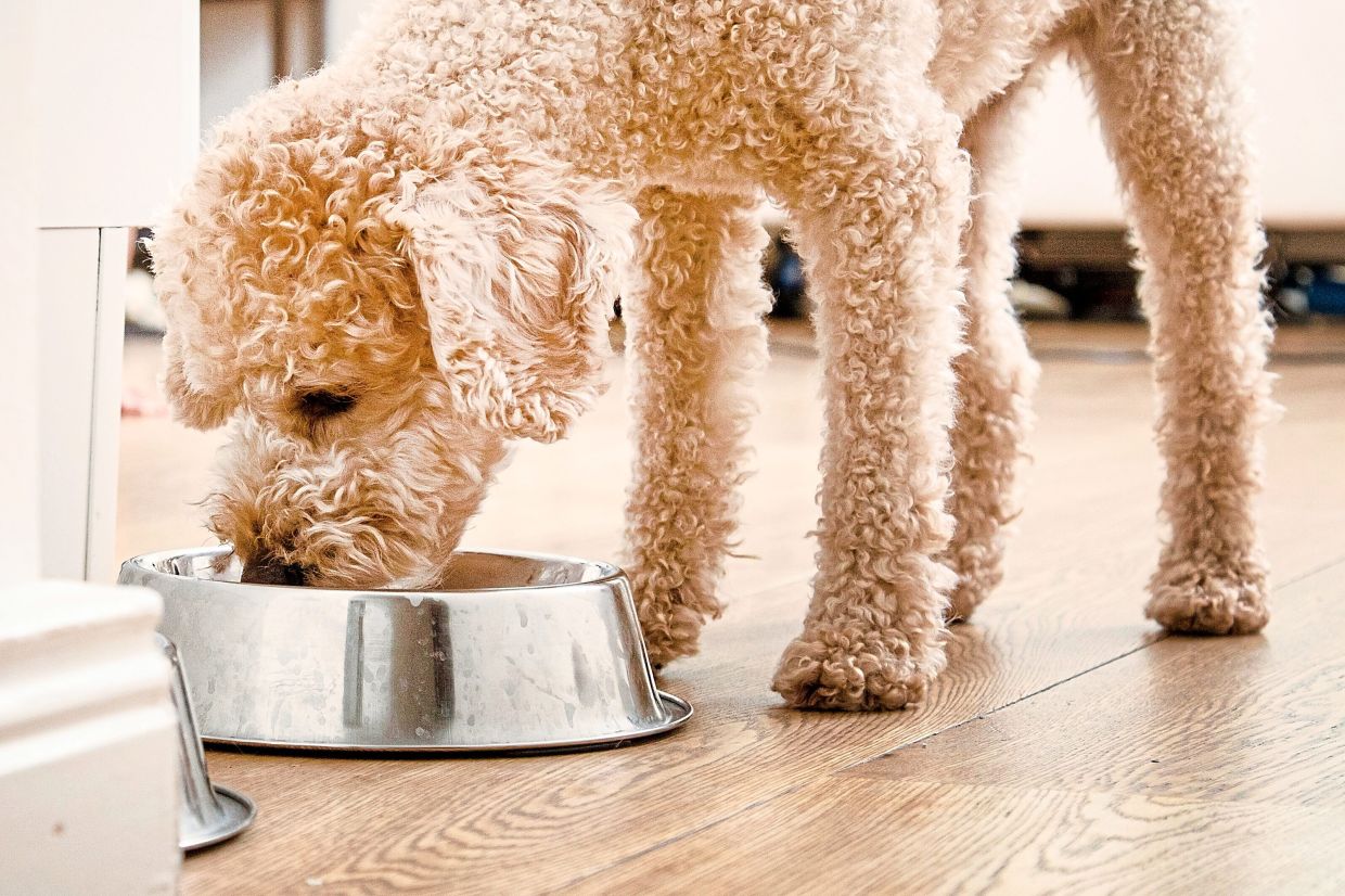Premium dog foods can have a bigger dietary carbon footprint than their owners