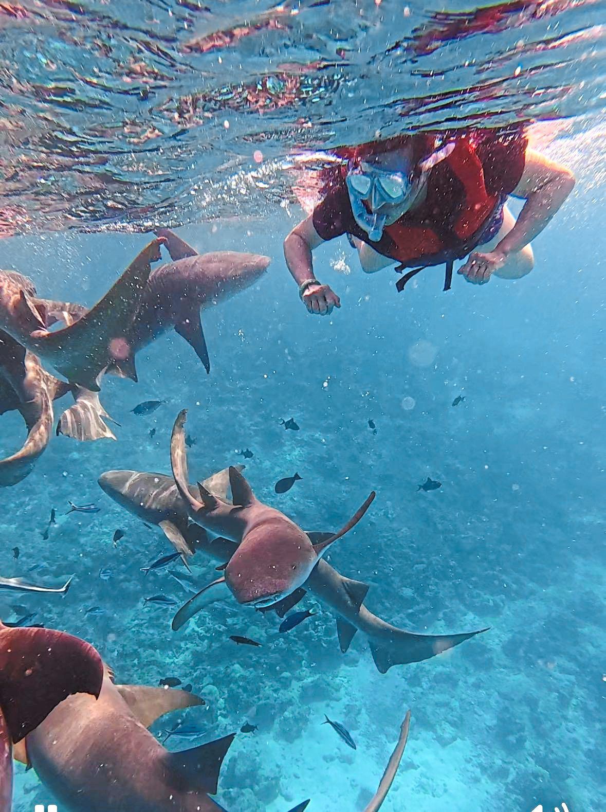 Florence swimming with the sharks.