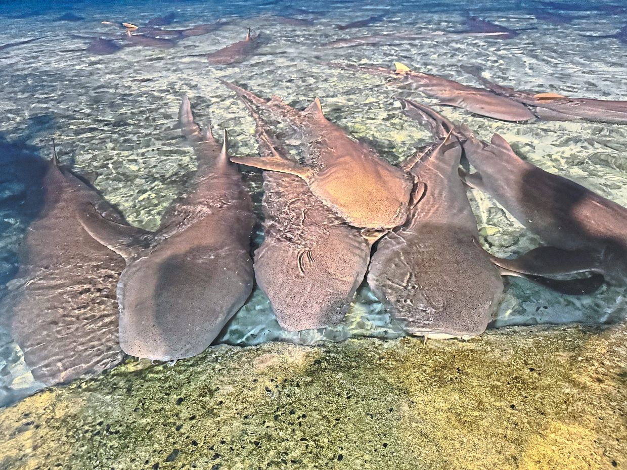 Swimming with nurse sharks and stingrays in the Maldives