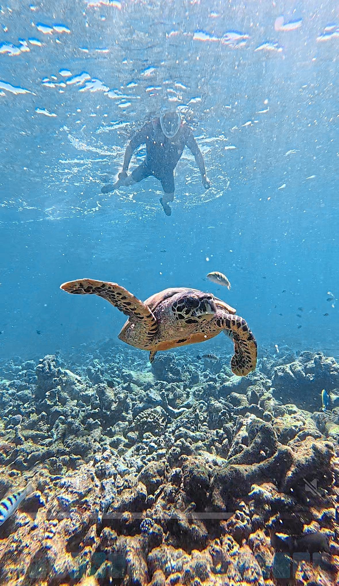 The columnist snorkelling and encountering a turtle.