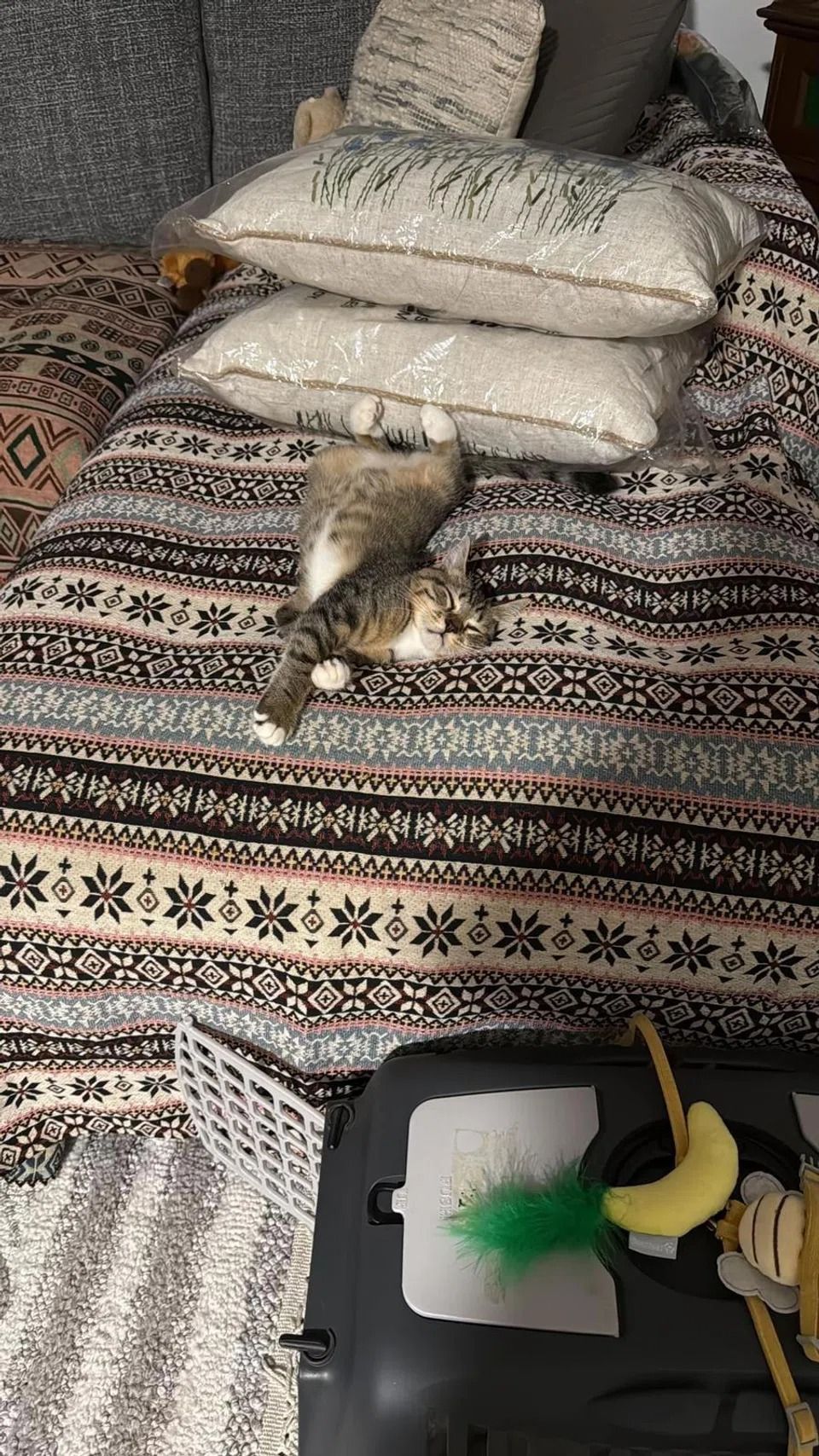 TikTok user Fitri Izzati shared a photo of her cat Mocha after its rescue from the drain pipe. - Photo: FITRI IZZATI/TikTok