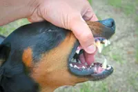 One in seven dog-related injuries cause mental trauma, study shows