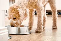 Premium dog foods can have a bigger dietary carbon footprint than their owners