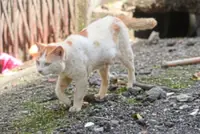 Perak health committee investigates claims of cat in Batu Gajah Hospital ward