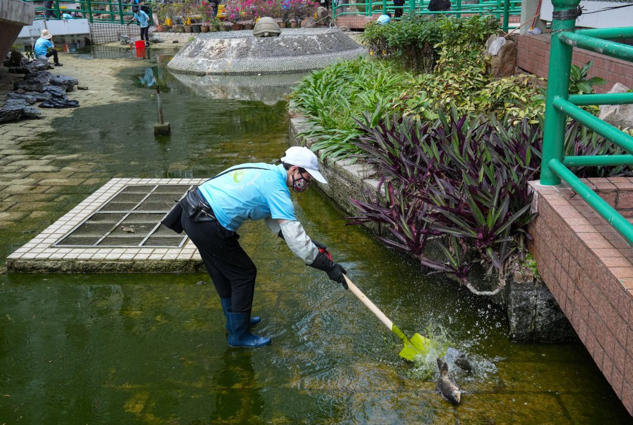 Hong Kong police probe pond cleaning operation that killed more than 100 fish