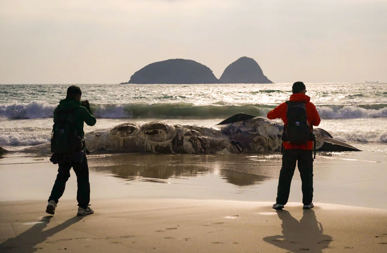 Discovery of badly decomposed whale carcass on Sai Kung beach triggers probe
