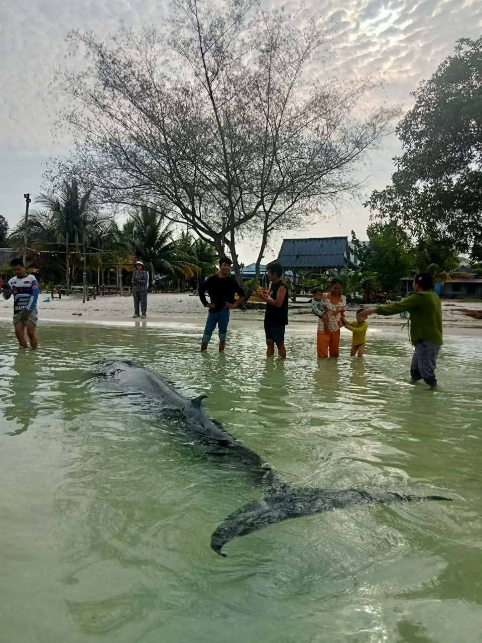 the whale calf had injuries on the upper part of its back, as well as marks that appeared to be caused by entanglement with some object. - Supplied